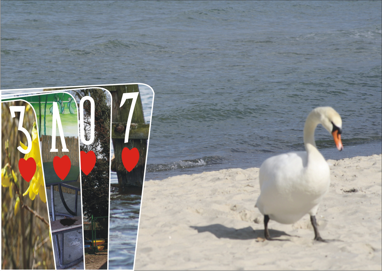 Schwan an der Ostsee