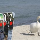 Schwan an der Ostsee