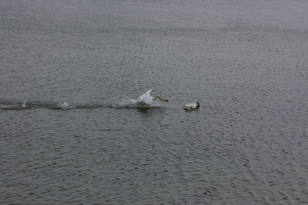 Schwan an der Ostsee