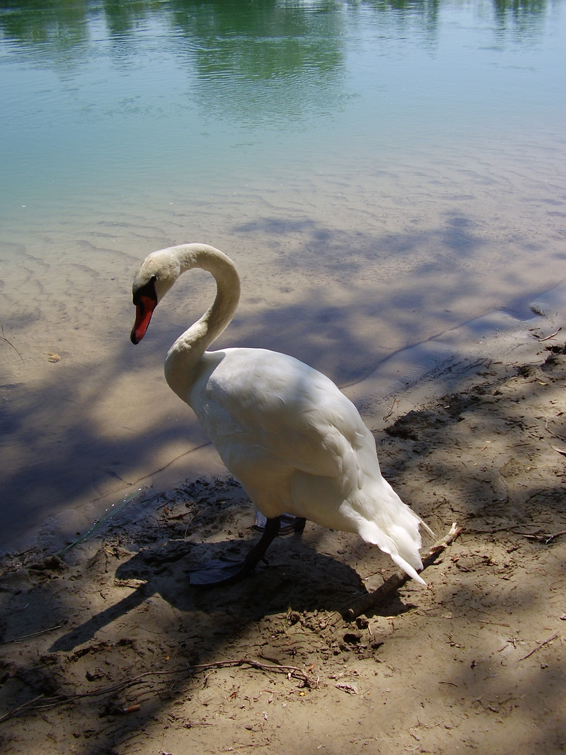 Schwan an der Reuss