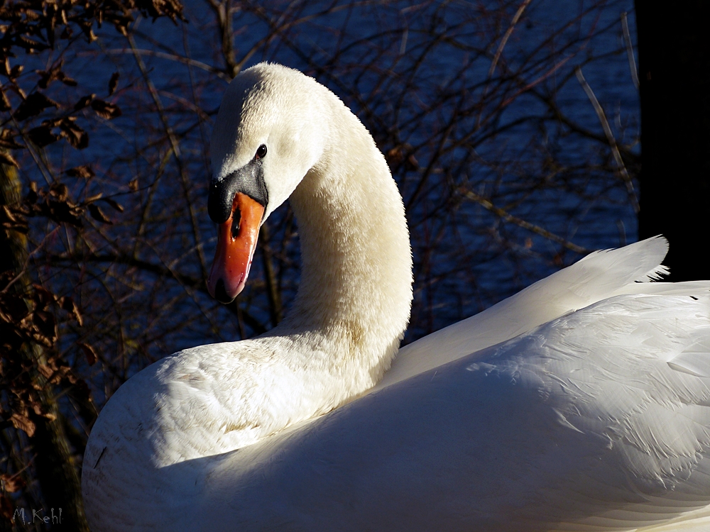 Schwan an der schönen Limmat