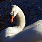 Schwan an der schönen Limmat