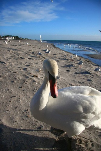 Schwan an der See