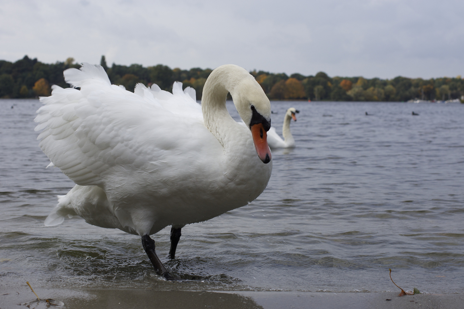 Schwan an der Unterhavel