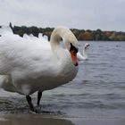 Schwan an der Unterhavel