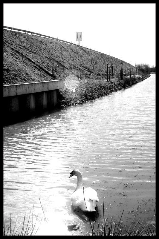 schwan and der autobahn