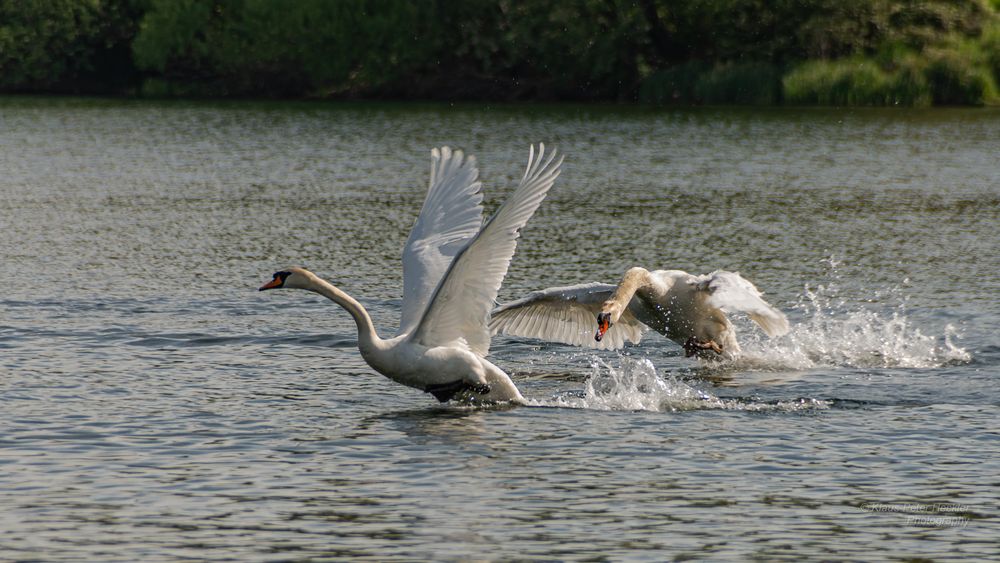 Schwan Attacke