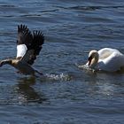 Schwan attackiert Nilgans