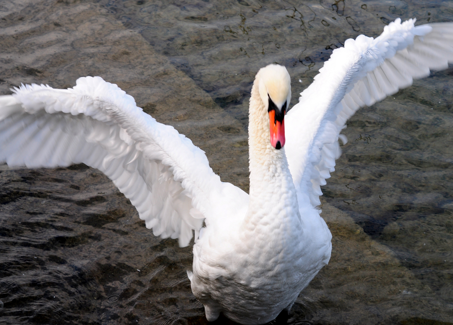 Schwan auch sauber oder?