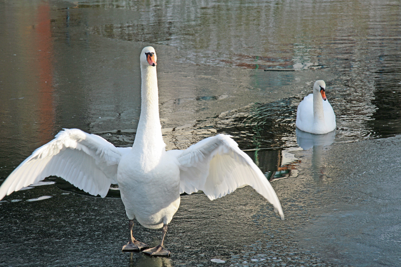 Schwan auf Angriff