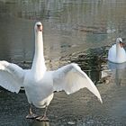 Schwan auf Angriff