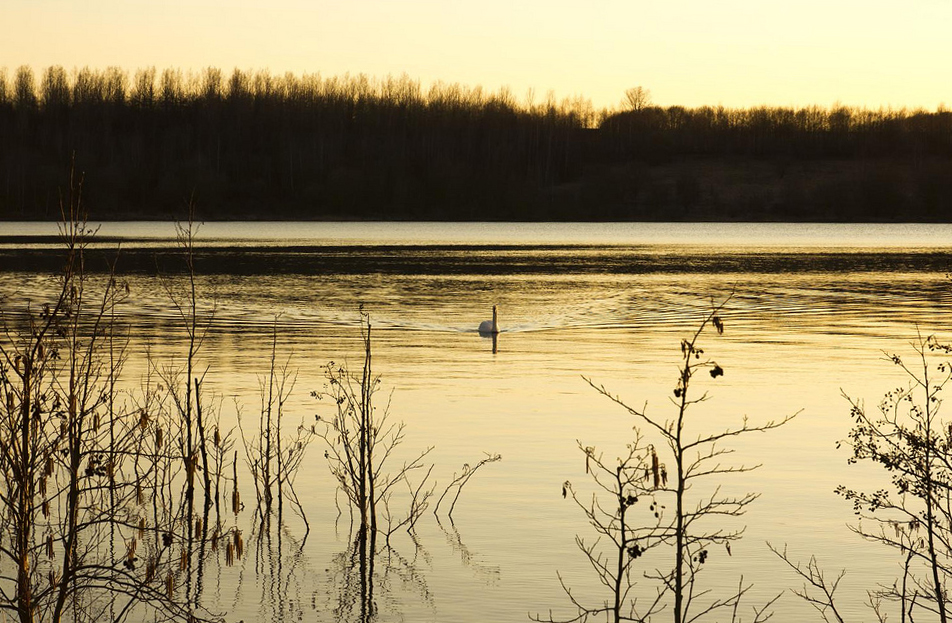 Schwan auf Blausteinsee