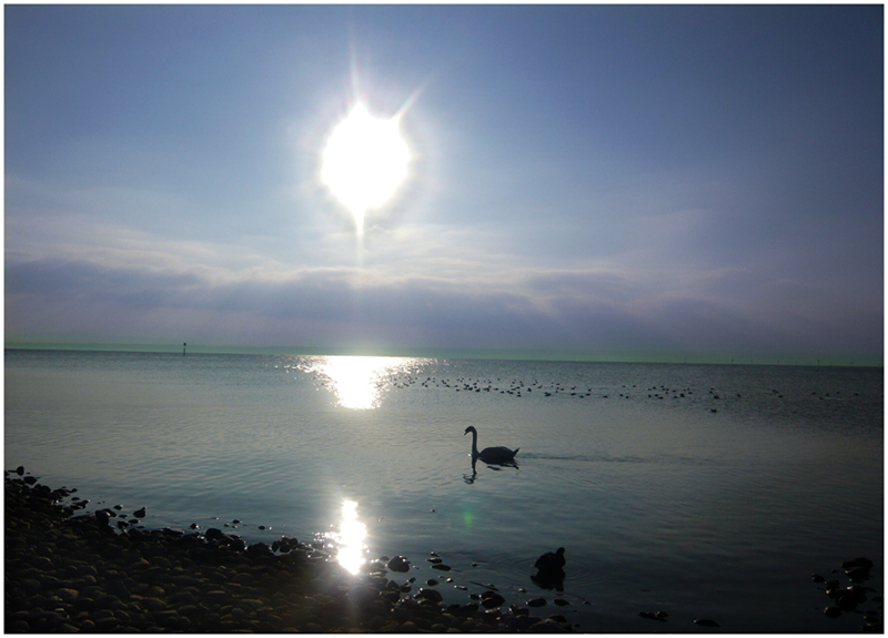 °schwan auf bodensee°