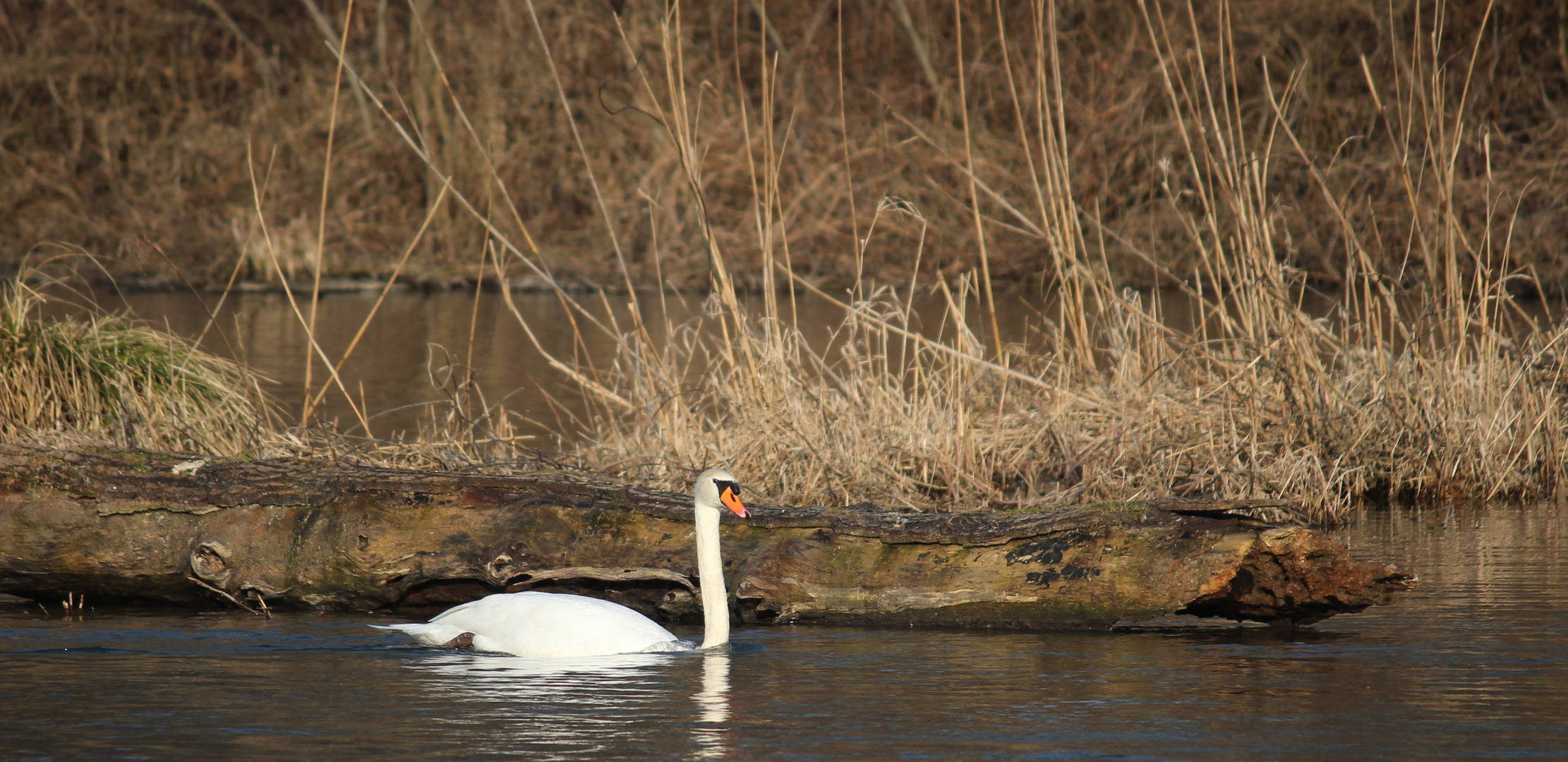 Schwan auf dem Altrhein