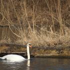 Schwan auf dem Altrhein