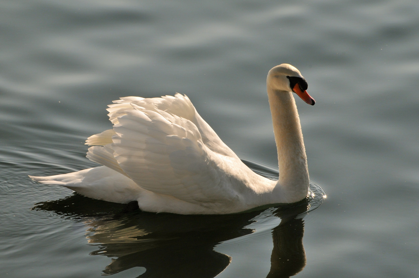 Schwan auf dem Bodensee