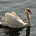 Schwan auf dem Bodensee