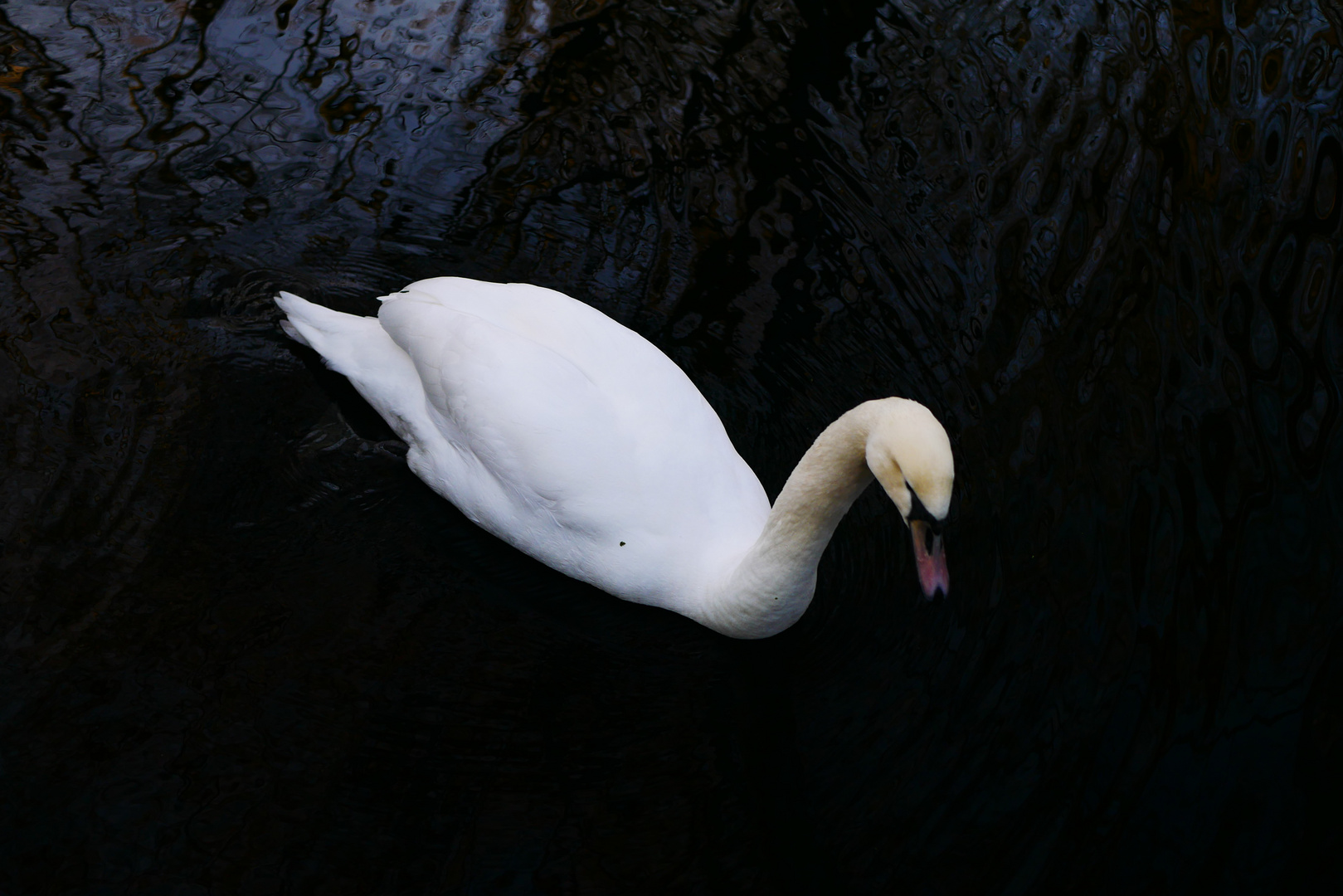 Schwan auf dem Brieseler Fließ