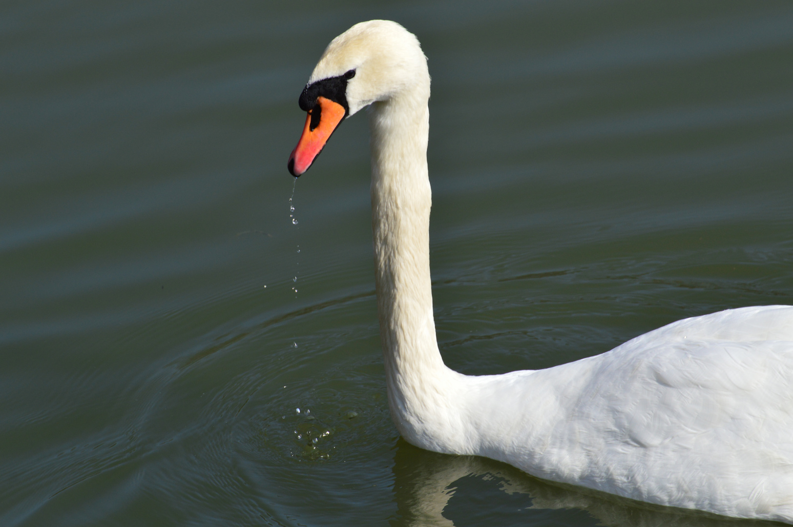 Schwan auf dem Carolateich