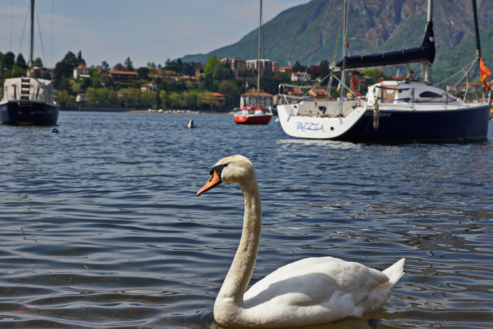 Schwan auf dem Comersee