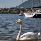 Schwan auf dem Comersee