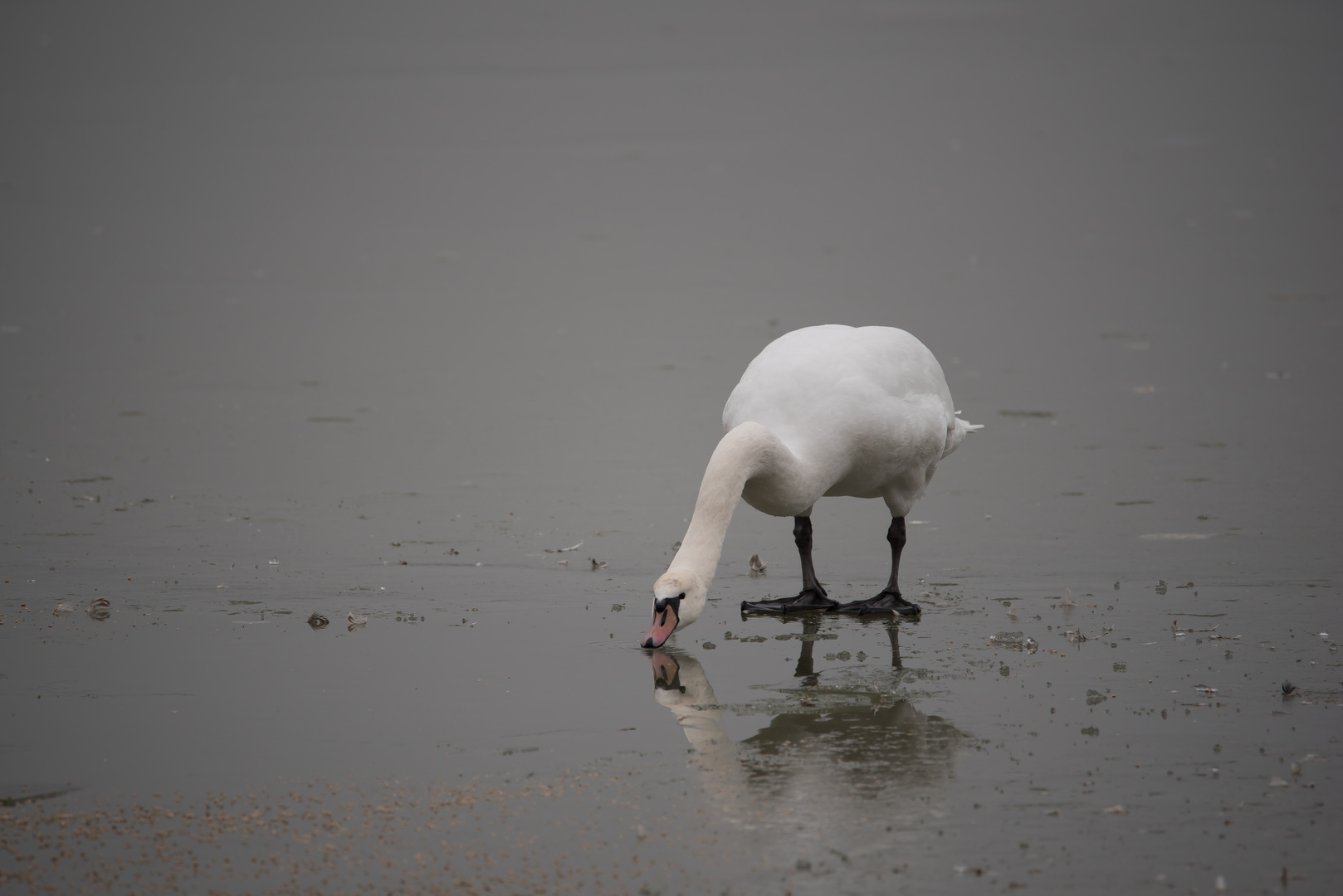 Schwan auf dem Eis