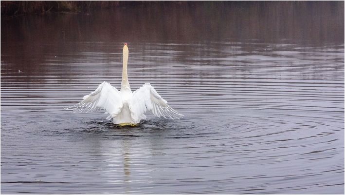 Schwan auf dem Federsee...