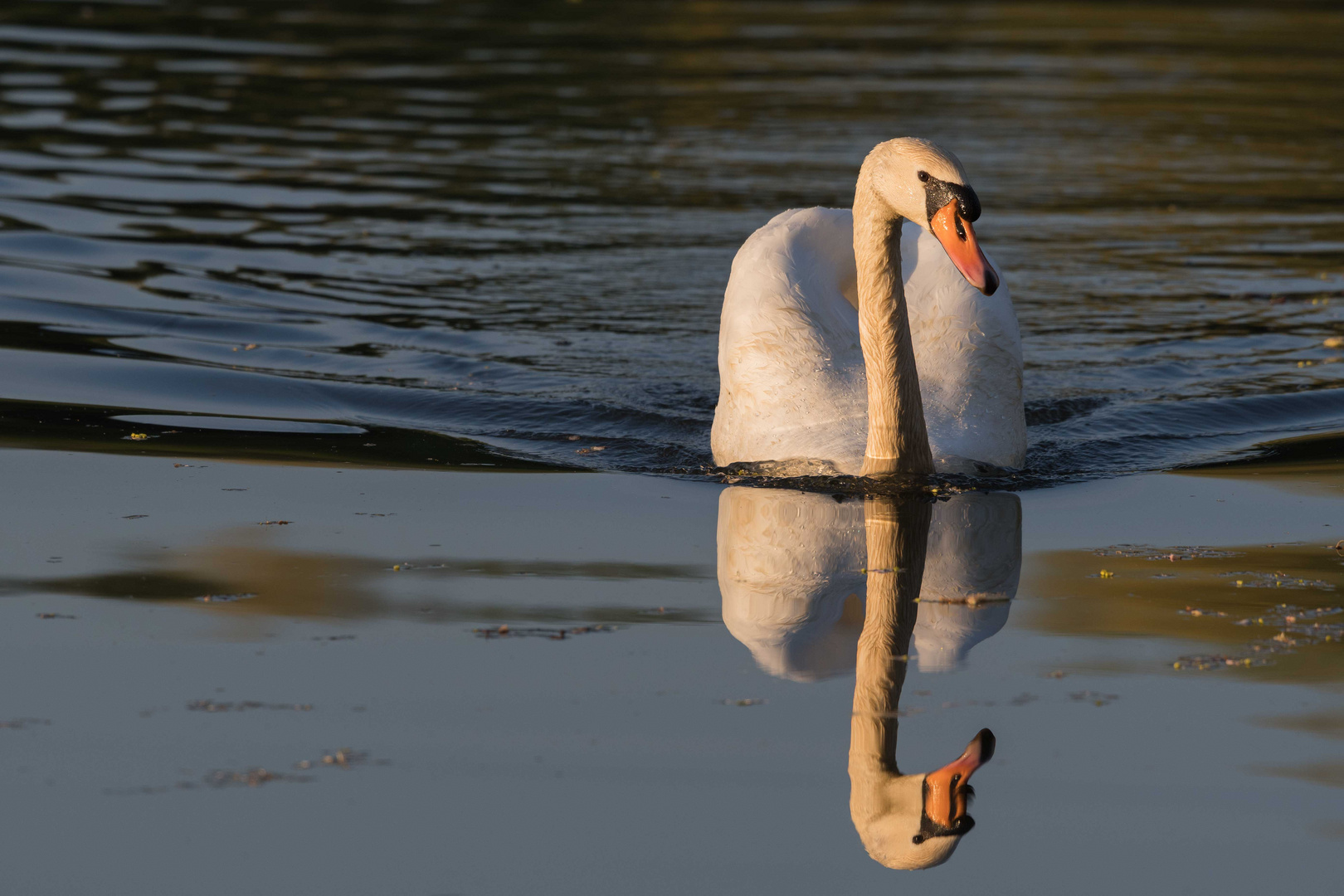 Schwan-auf-dem-Fischmal