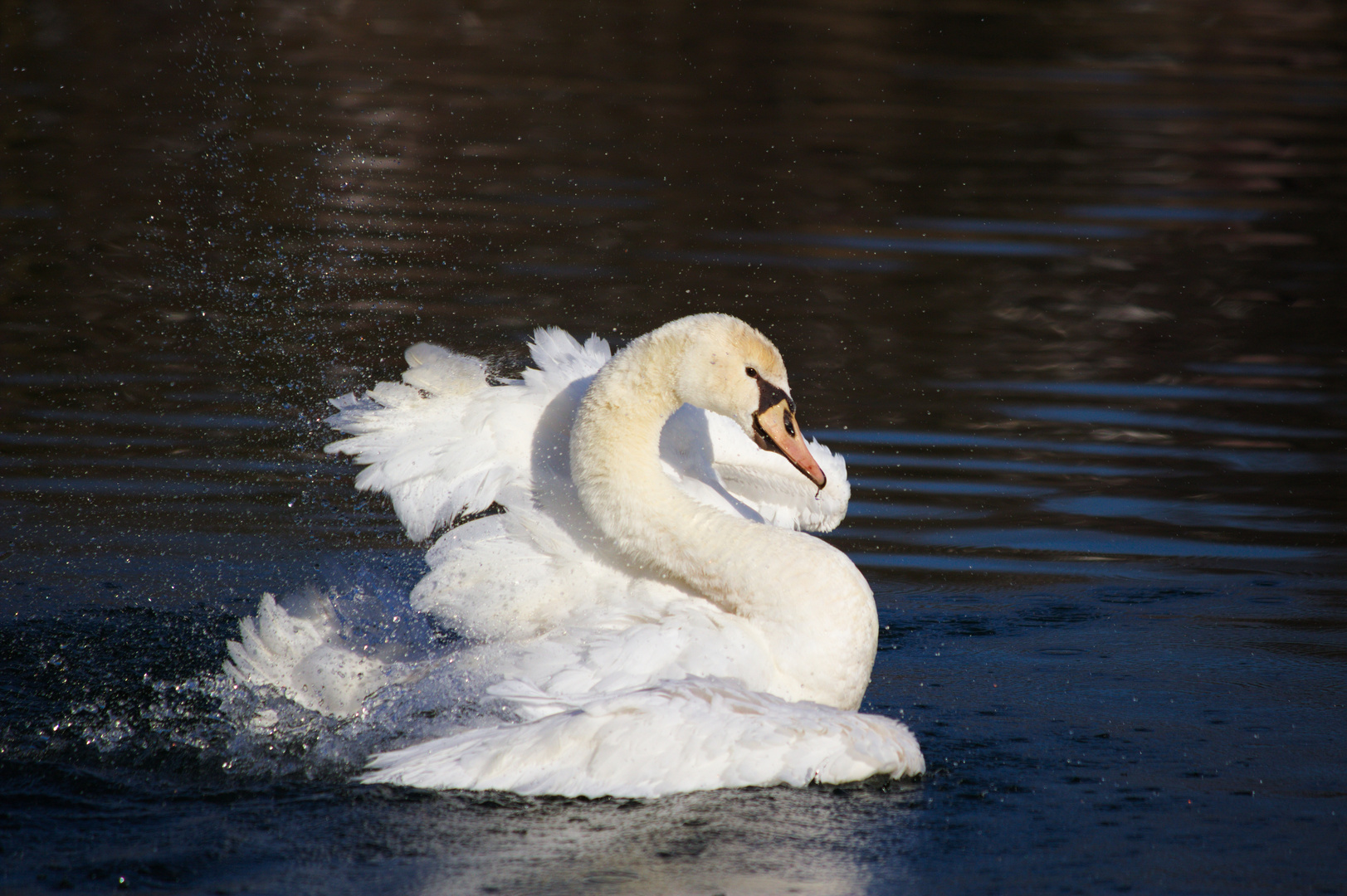 Schwan auf dem Flachsee beim Putzen