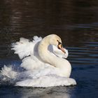 Schwan auf dem Flachsee beim Putzen