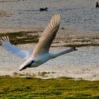 Schwan auf dem Flug ins Wochenende?