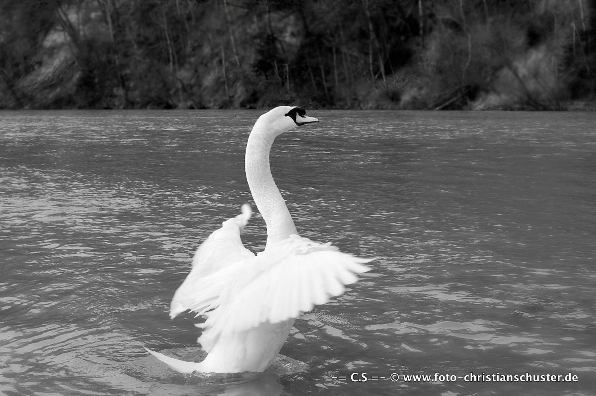 Schwan auf dem Fluss