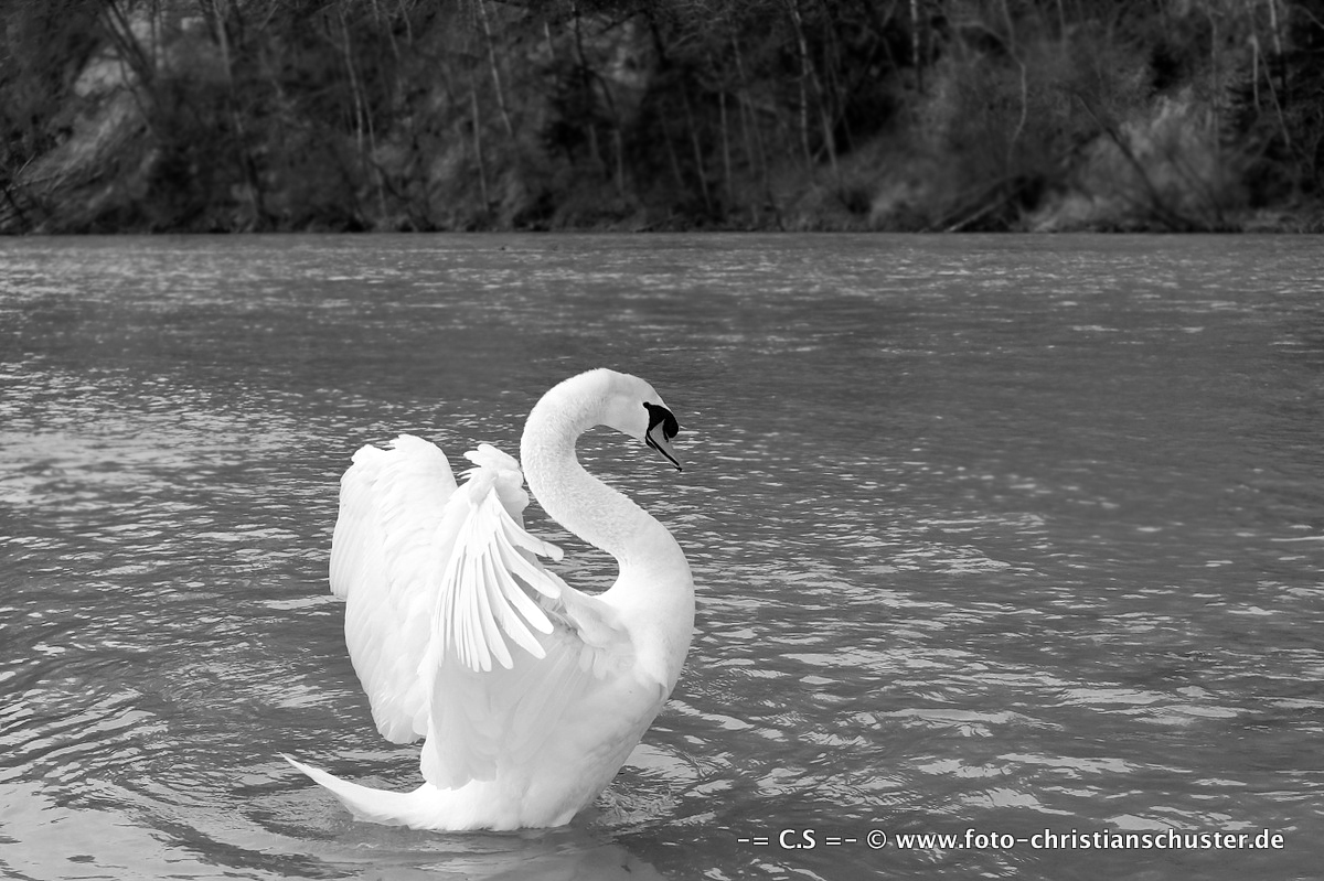 Schwan auf dem Fluss