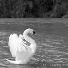 Schwan auf dem Fluss