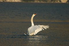 Schwan auf dem Gardasee