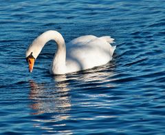 Schwan auf dem Genfer See