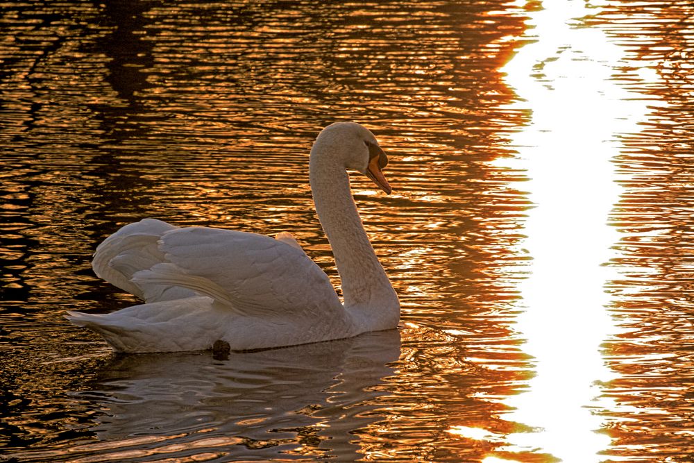 Schwan auf dem goldenen See