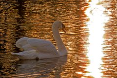 Schwan auf dem goldenen See