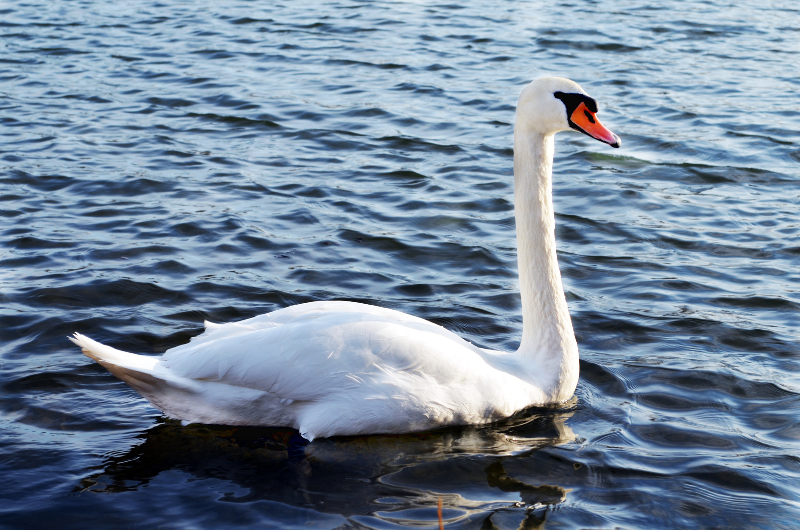 Schwan auf dem Kiessee