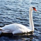 Schwan auf dem Kiessee