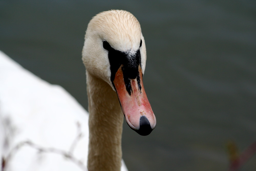 Schwan auf dem Lech