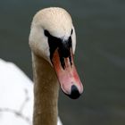 Schwan auf dem Lech