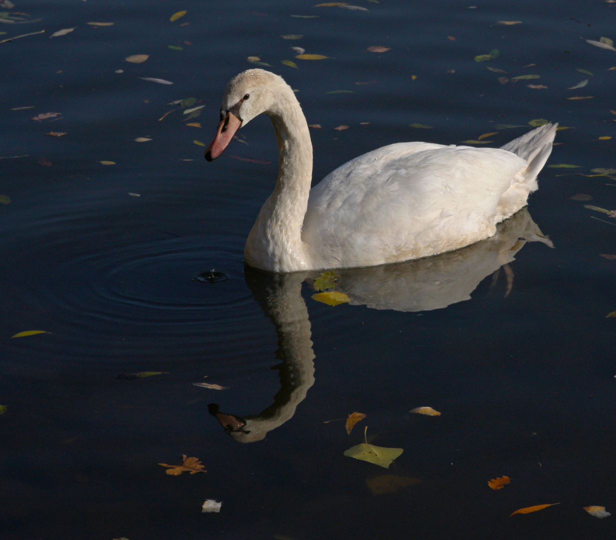 Schwan auf dem Main