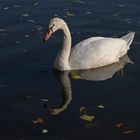 Schwan auf dem Main