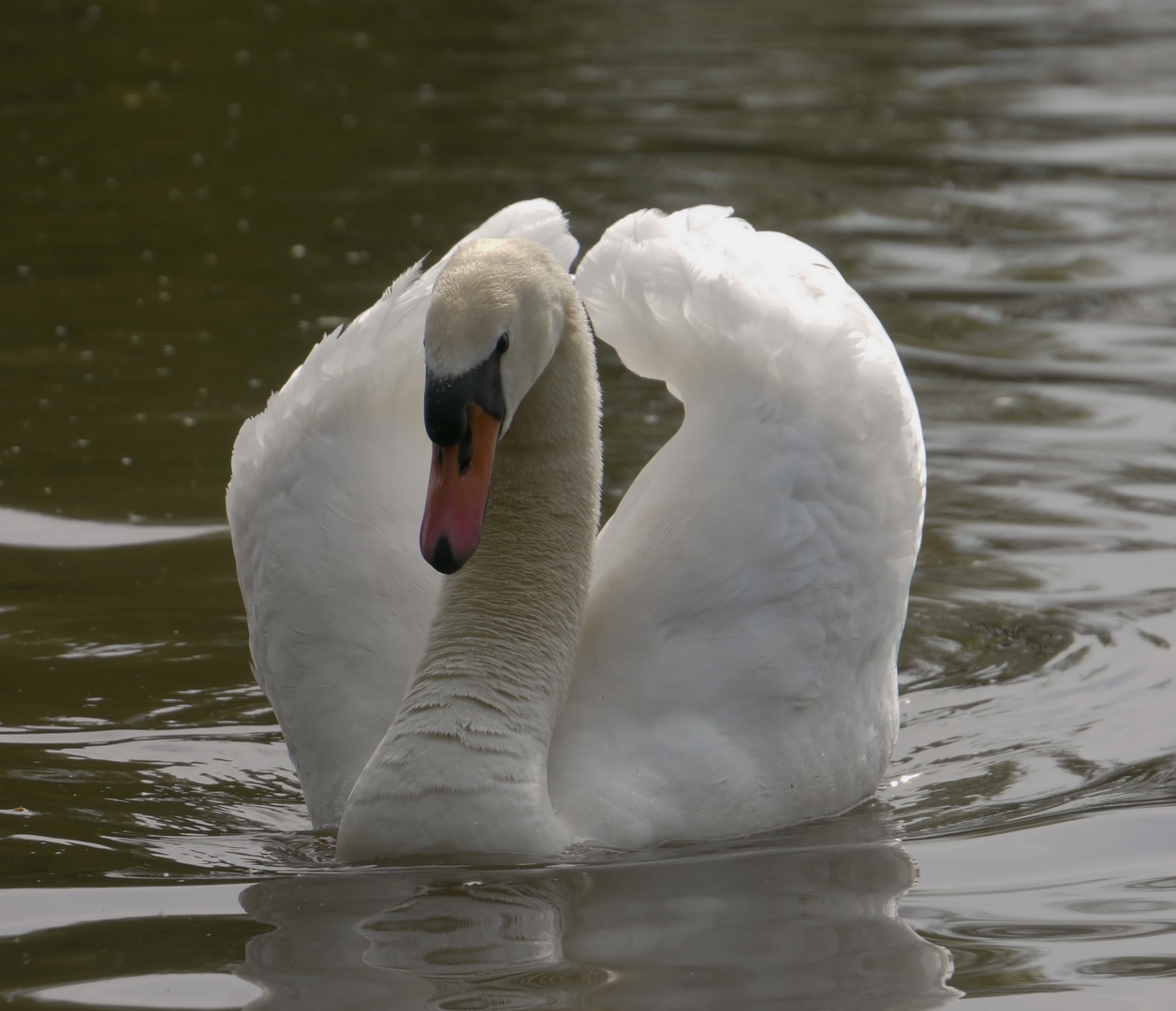 Schwan auf dem Main