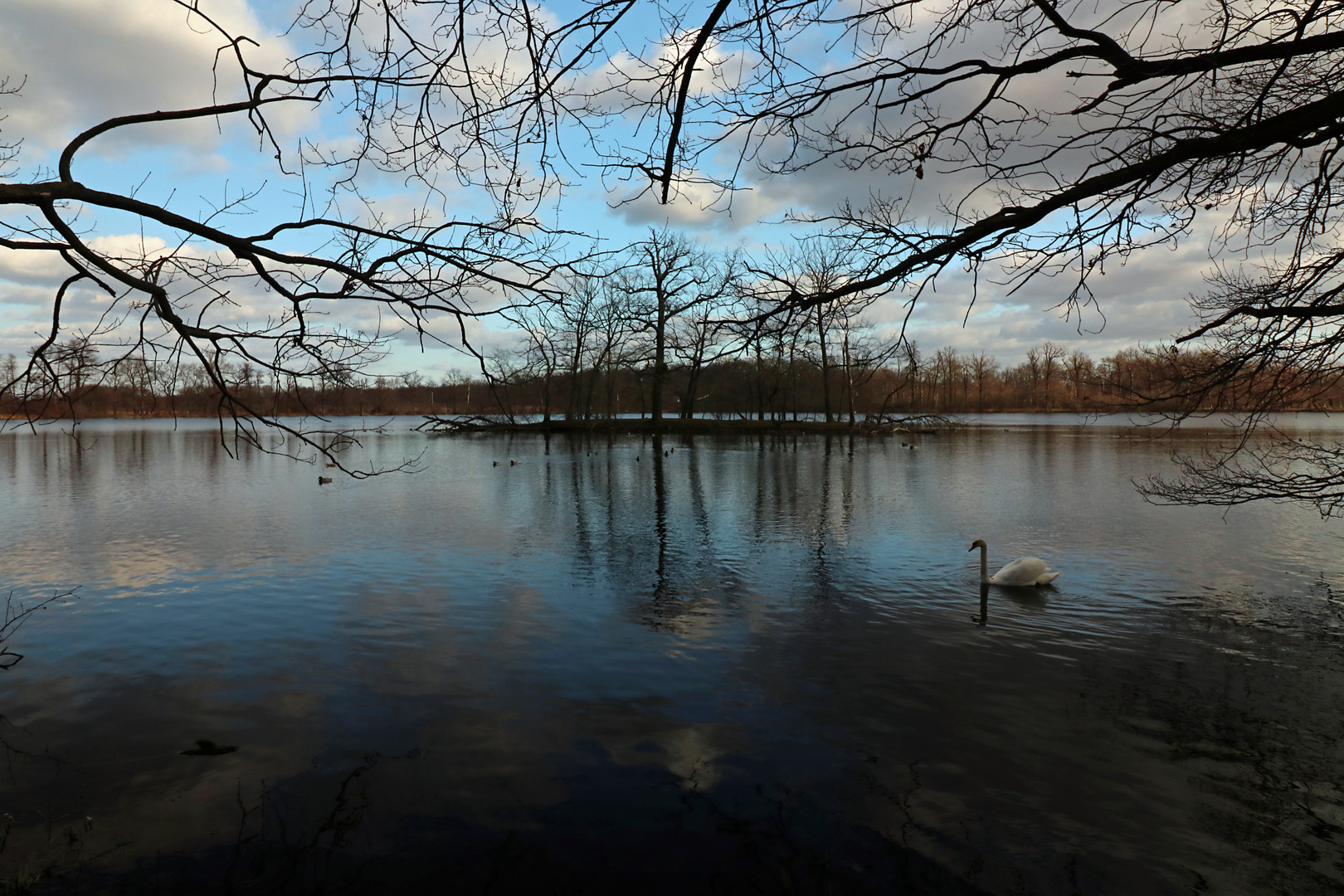 Schwan auf dem Mittelteich