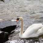 Schwan auf dem Möhnesee 1