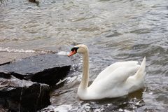 Schwan auf dem Möhnesee 1