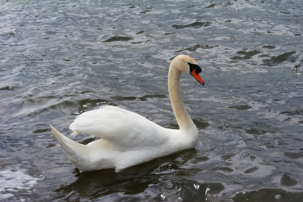 Schwan auf dem Möhnesee 2