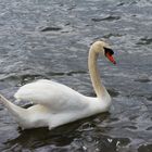 Schwan auf dem Möhnesee 2